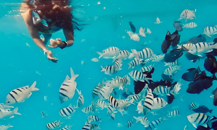 Image 9: Up to 40% Off Turtle Canyon Snorkel Sail – Waikiki Adventure