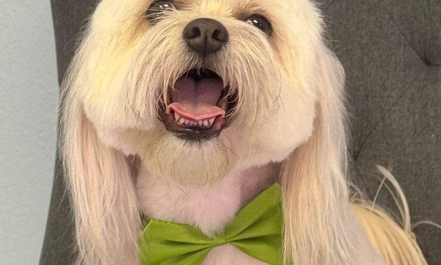 Image 12: Up to 46% Off on Pet Grooming at Dog and Cat Planet