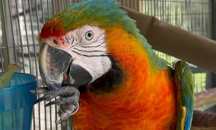 Image 16: Exclusive Wildlife Adventure: VIP Sunset Tour & Exotic Animal Feeding 