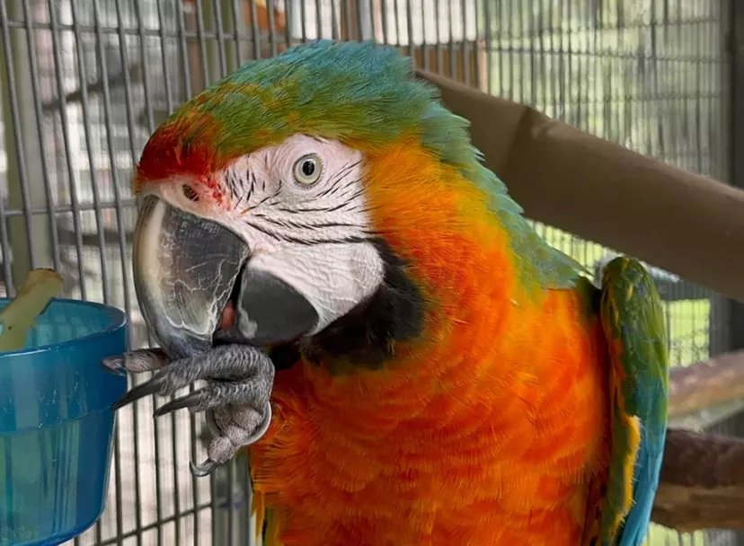 Exclusive Wildlife Adventure: VIP Sunset Tour & Exotic Animal Feeding