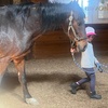 Image 4: Horseback Riding Lessons for Solo Riders, Families and Groups