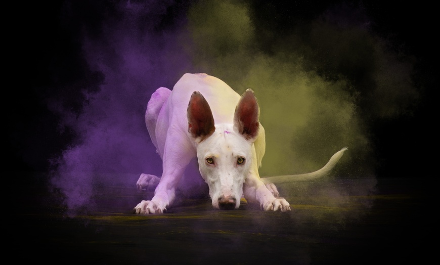 Image 8: 30 Min. Holi-Fotoshooting inkl. 3 - 5 Bilder