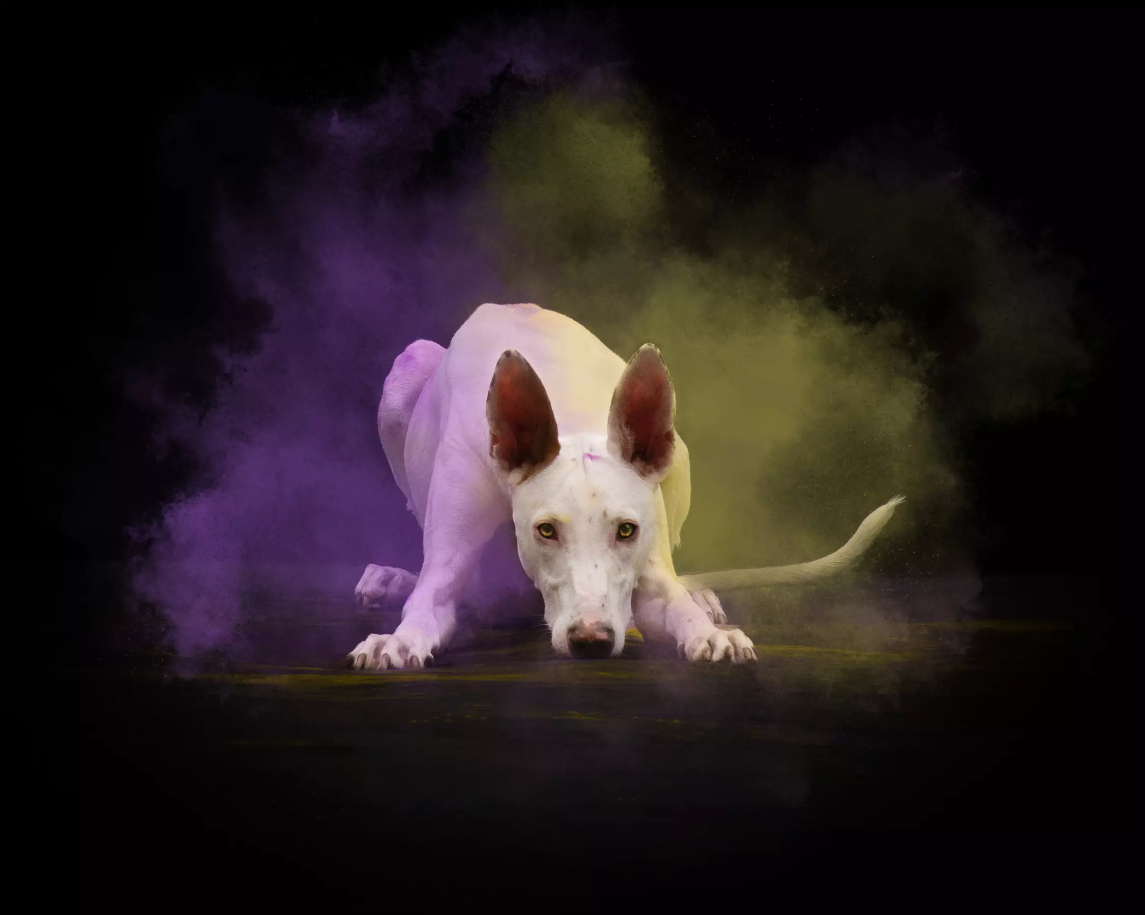 30 Min. Holi-Fotoshooting inkl. 3 - 5 Bilder