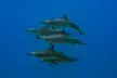 (Up to 58% Off) Unforgettable Snorkel Adventure for up to Six People at Banzai Divers Hawaii - Second Medium