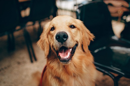 Méditation de groupe| Médiation animale (humain - animal) valable le samedi (9h00-10h00) ou dimanche (10h00-11h00)