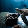 Image 1: Up to 45% Off on Snorkeling at Hawaii Apex Charters