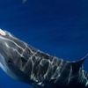 Image 3: Thrilling Open-Water Shark Dive Tour for One, Two, or Six People