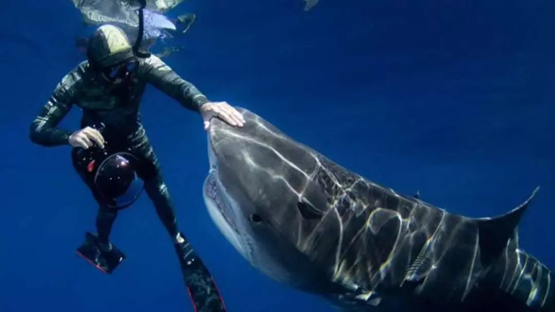 Thrilling Open-Water Shark Dive Tour for One, Two, or Six People