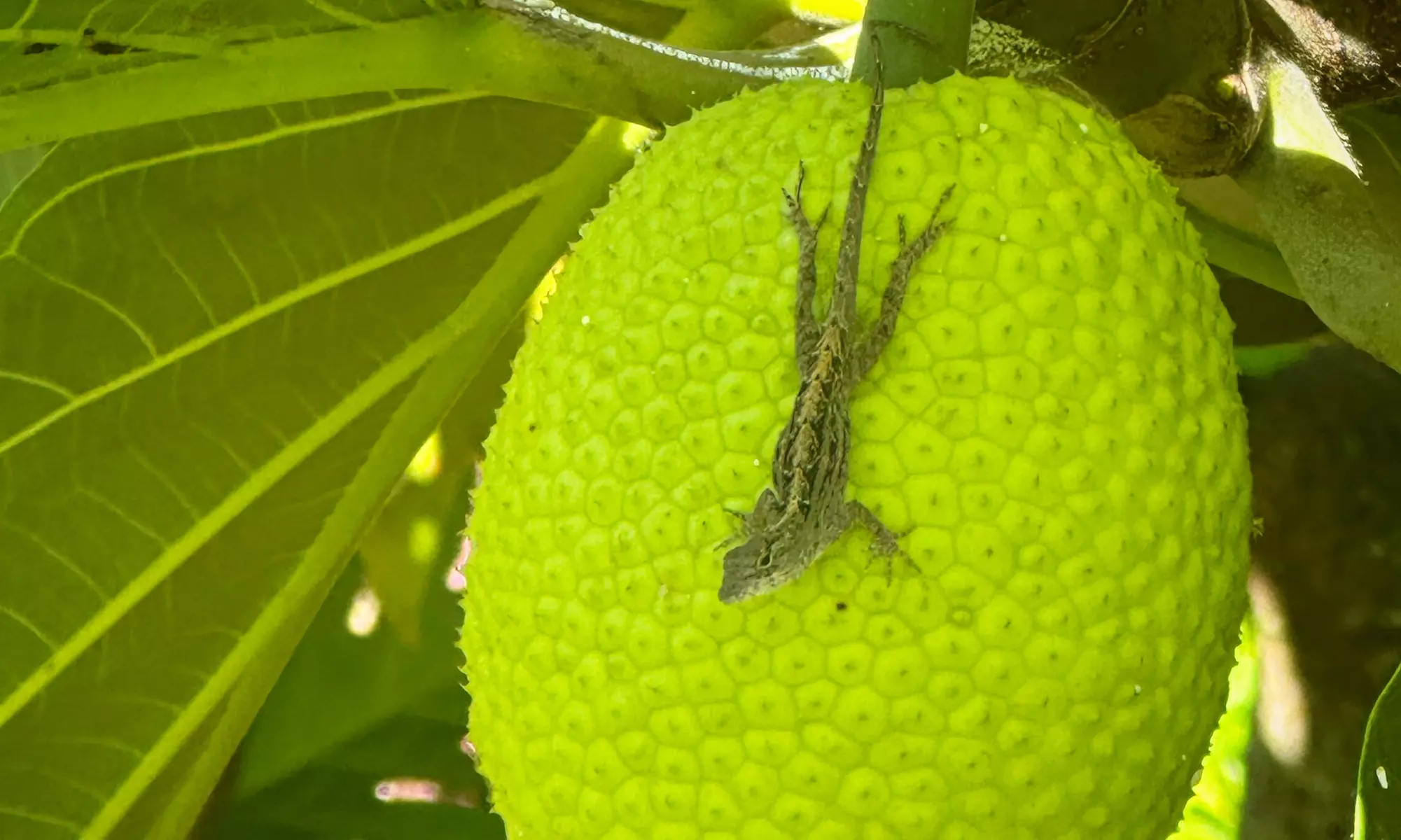 90-Minutes Sensory Farm Tour at Koili Point ES in Papaikou, HI