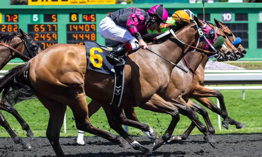 Live Horse Racing: VIP Seating & Betting Vouchers at Tampa Bay Downs