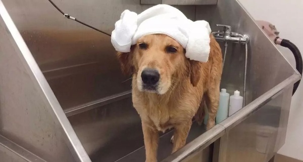Ironmaya Pet Grooming — image supplied by Groupon