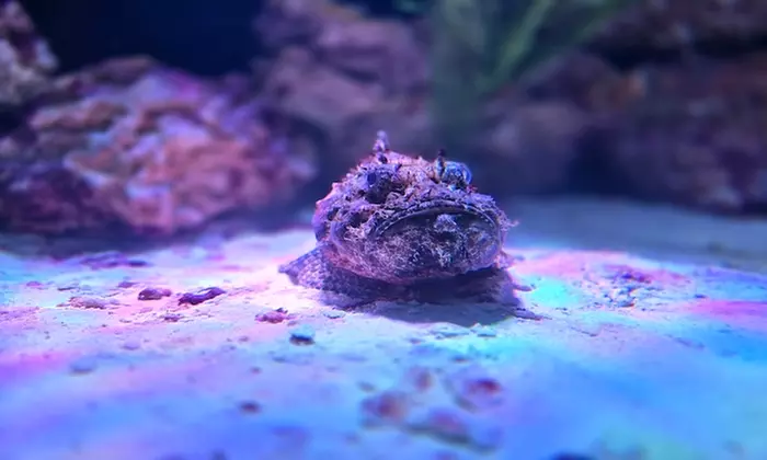 Dive into Adventure at Woodbridge Aquarium & Wildlife Center
