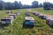 Discover Hive Tour, Farm Immersion, and Vineyard Walk at Honey Strong Bee Store & Bee Supply - Up to 64% Off - Second Medium