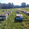 Image 7: Enjoy Hive Tour, Farm Immersion, and Vineyard Walk