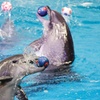 Image 9: VIP & Regular Passes to Dolphin & Seal Show for Adults & Children 