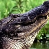 Image 1: Guided Wildlife & Birding Expeditions in Louisiana Wetlands