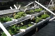 Hands‑On Urban Farm & Aquaponics Tour + Educational Laboratory: Small to Large Groups  (Up to 27% Off) - Second Medium
