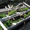 Image 4: Aquaponic & Garden Tour: Family (6), Club (7–12), or School Groups