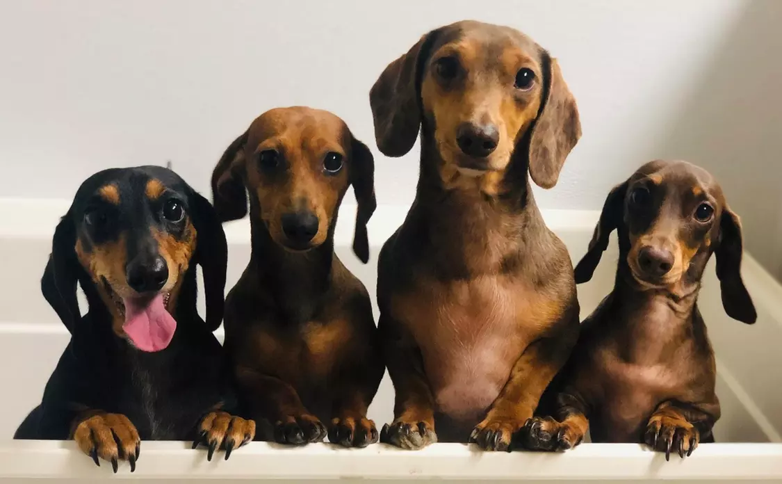 Up to 50% Off on Pet Grooming at Lollie’s Grooming - Primary Image