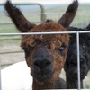 Image 1: Hands-On Ranch Tour with Alpacas & Farm Animals, CO