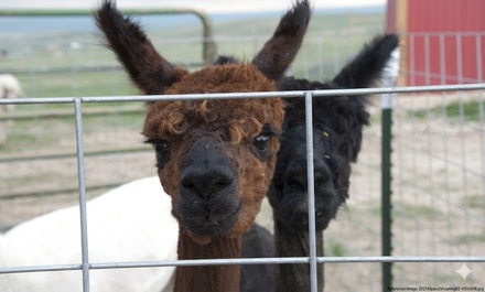 Animal Meet and Greet for One Person - Our Red Barn Ranch,CO