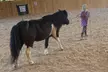 Master Equestrian Skills: Six Weeks of Group Horsemanship Lessons at Cornerstone Equine Services - Second Medium