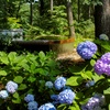 Image 9: Admission to Atlanta Botanical Garden – Midtown Urban Oasis