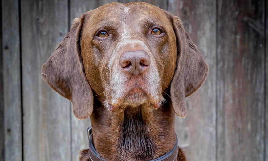 Image 4: Up to 97% Off on Photo Shoot - Pet at Photography New Forest