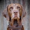 Image 4: Up to 97% Off on Photo Shoot - Pet at Photography New Forest