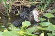 Experience Wide Angle Tours' Everglades adventure for one or two, with up to 20% off. A thrilling airboat tour awaits! - Second Medium