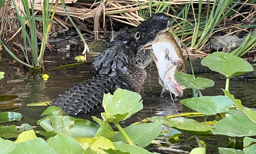 Image 6: Experience Wide Angle Tours' Everglades adventure for one or two, with up to 20% off. A thrilling airboat tour awaits!