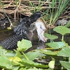 Image 6: Experience Wide Angle Tours' Everglades adventure for one or two, with up to 20% off. A thrilling airboat tour awaits!