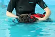 Doggy Induction Swim Session for Fun or Medical Reasons at K9 Swim MCR ( Up to 40%Off) - Image 2
