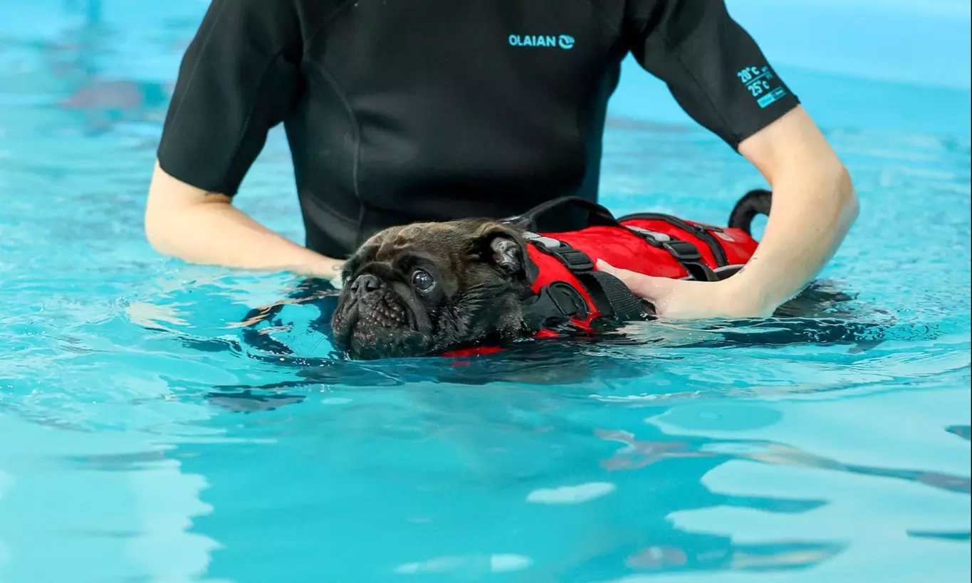 Doggy Fun Swim at K9 Swim