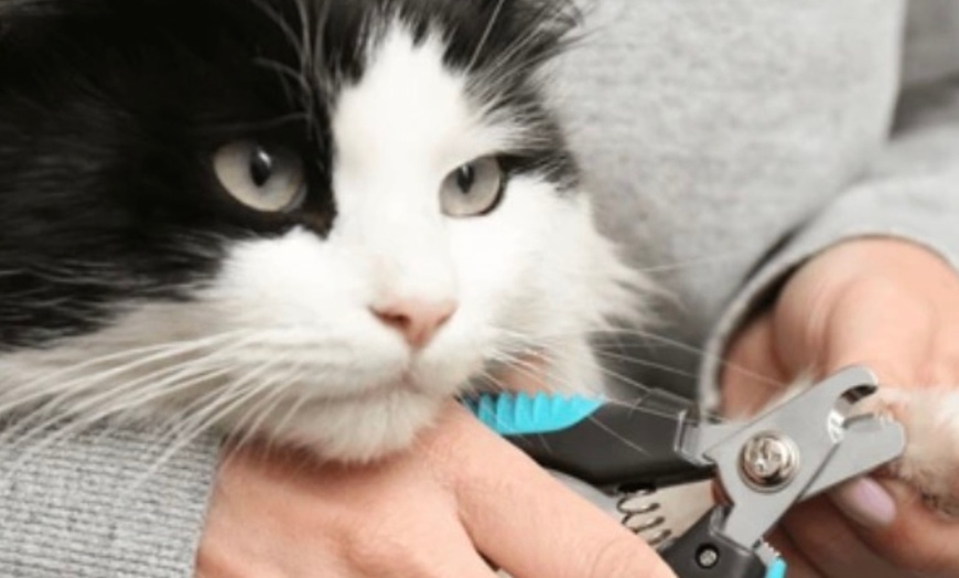 Image 2: Up to 50% Off on Pet Grooming at Barking Pet Spa