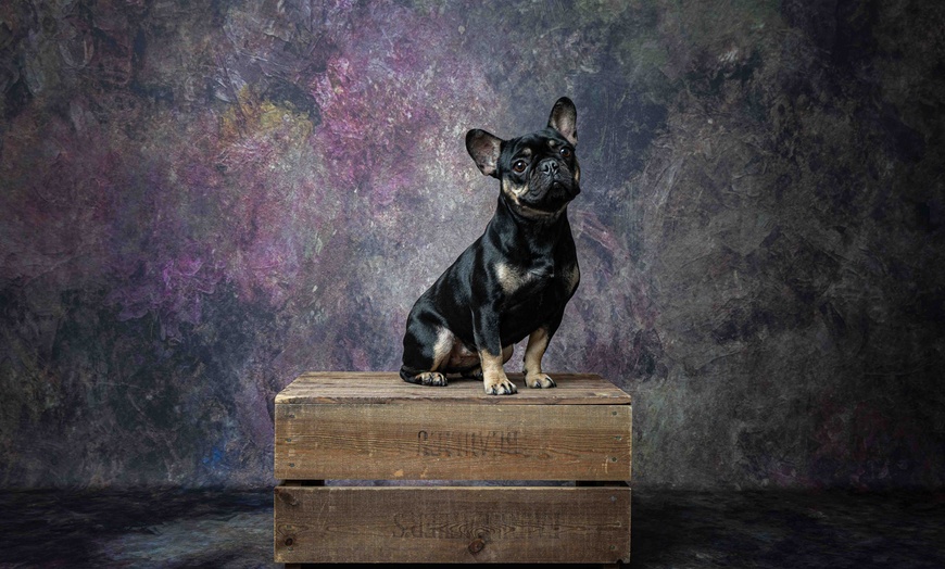 Image 3: Up to 97% Off on Photo Shoot - Pet at Photography New Forest