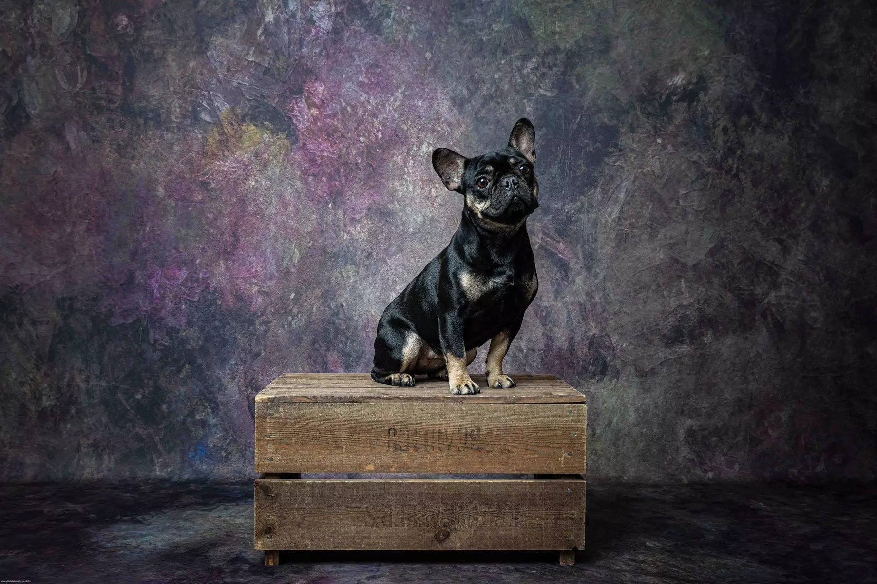 Up to 97% Off on Photo Shoot - Pet at Photography New Forest