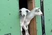 Connect with Nature: Enjoy a Joyful, Hands-On Goat Experience - Second Medium