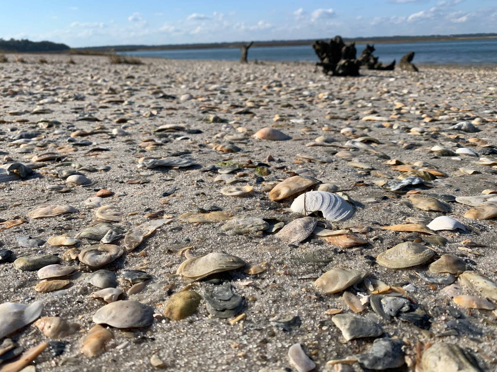 Explore Hilton Head Island's Ecosystem on a 1 Hour Eco Experience