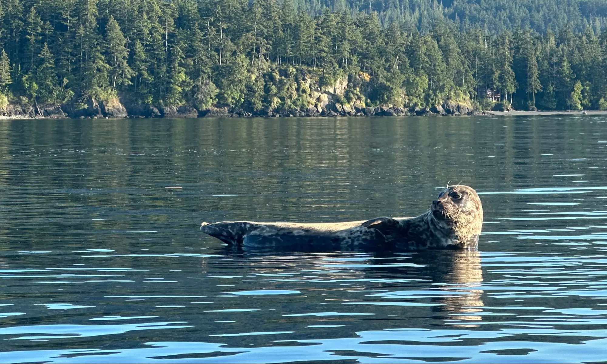 Explore with Orcas Wild: Three-hour Point Doughty Kayak Tour