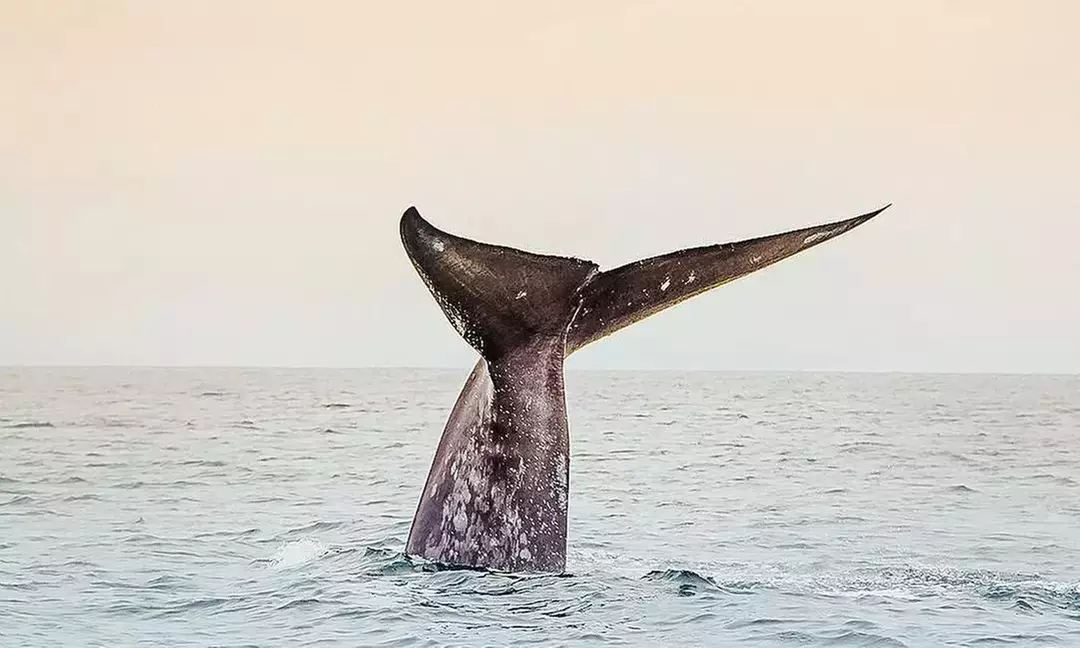 Guided Kayaking w/ Whale Watching in La Jolla's Ecological Reserve