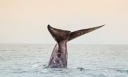 Single Kayak Whale Watching Tour - Everyday California - San Diego, CA