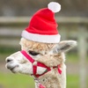 Image 1: Festive Alpaca Farm Experience at Pennybridge Meet, Feed & Learn About Alpacas  