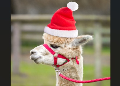 Two-hour alpaca meet, greet and walk for six - Pennybridge Alpacas