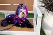 New Look for Your Pet Awaits: Full Groom - Small, Medium or Large Dog at Groomed By Adrian ( Up to 22% Off ) - Second Medium