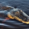 Image 13: Up to 20% Off – Everglades Airboat 