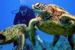 Experience Scuba Intro Dive or Tank Reef Explorer for One or Two at Aloha Scuba Diving Company (Up to 30% Off) - Second Medium