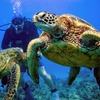 Image 2: Scuba Diving Adventures – Honolulu Reefs at Aloha Scuba Diving Company