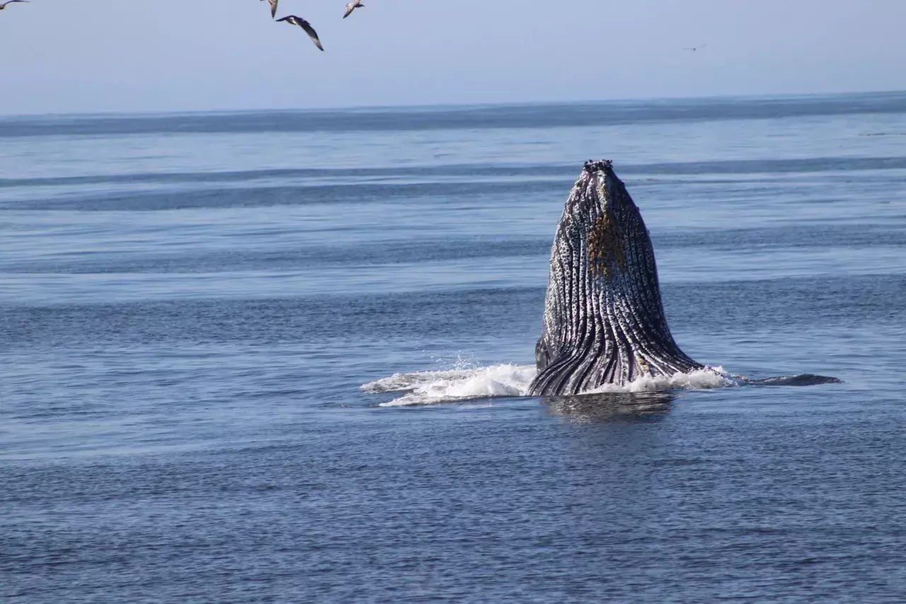 Top Things To Do In Santa Barbara, CA - Groupon