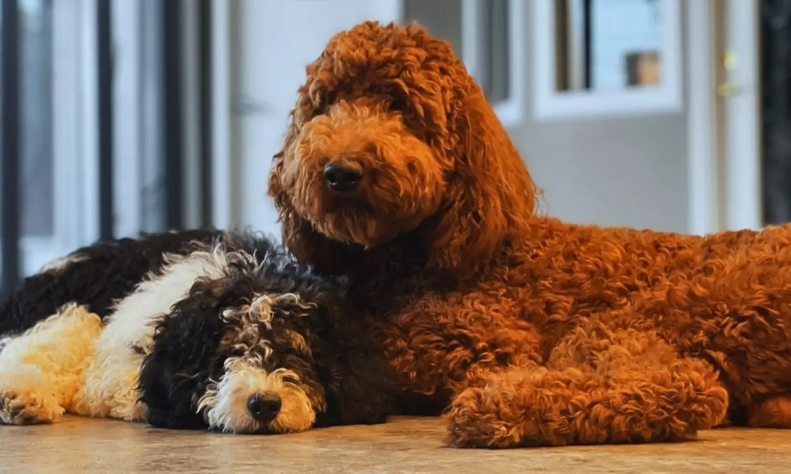Up to 50% Off on Pet Daycare